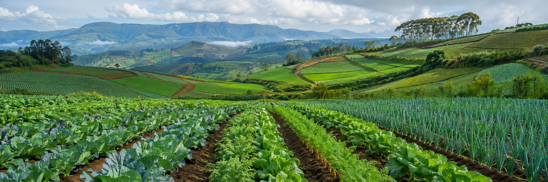 Nuwara Eliya vegetable farms