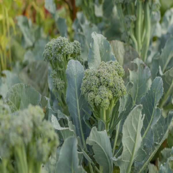 Nuwara Eliya Broccoli