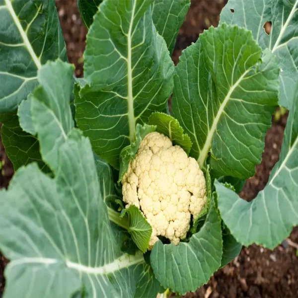 Nuwara Eliya Cauliflower