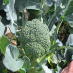Nuwara Eliya Broccoli