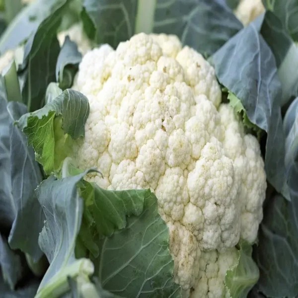 Nuwara Eliya Cauliflower