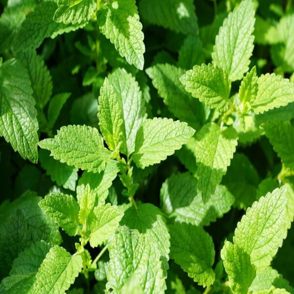 Nuwara Eliya Mint Leaves