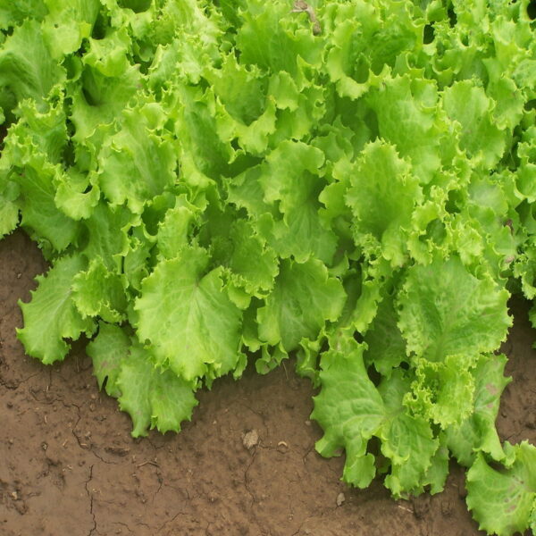 Nuwara Eliya Lettuce