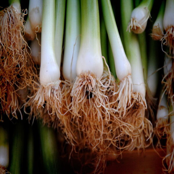 Nuwara Eliya Leeks