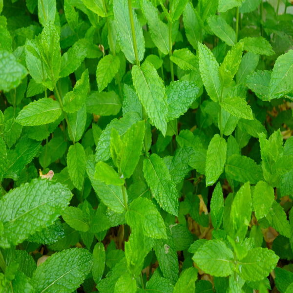 Nuwara Eliya Mint Leaves