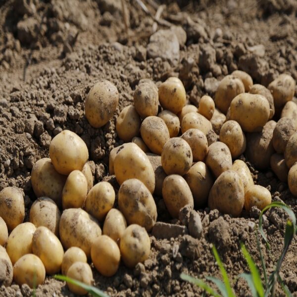 Nuwara Eliya Potatoes
