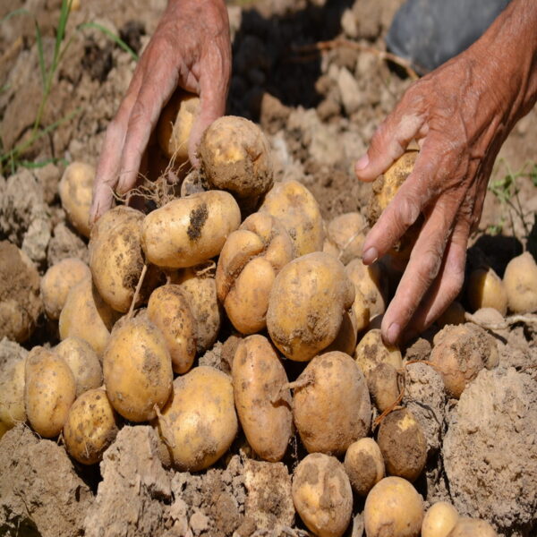 Nuwara Eliya Potatoes