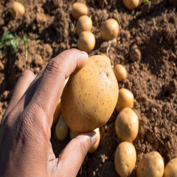 Nuwara Eliya Potatoes