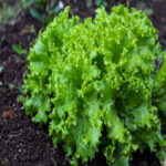 Nuwara Eliya Lettuce