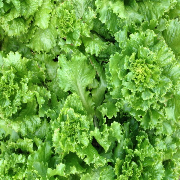 Nuwara Eliya Lettuce