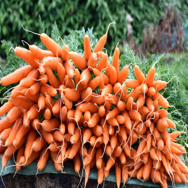 Nuwara Eliya Carrot
